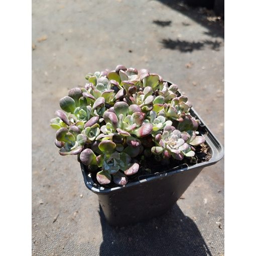 Sedum spathulifolium Purpureum - Spatulalevelű varjúháj