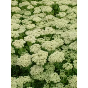 Sedum spectabile Iceberg - Pompás varjúháj
