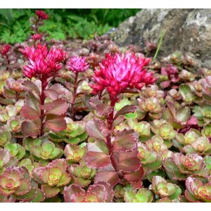 Sedum spurium Coccineum - Kaukázusi varjúháj