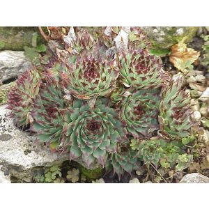Sempervivum calcareum - Kövirózsa