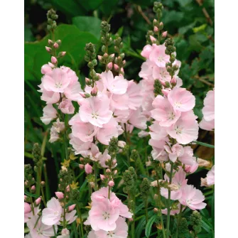 Prérimályva (Sidalcea)