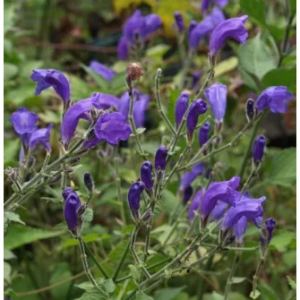 Mexikói petúnia (Strobilanthes)