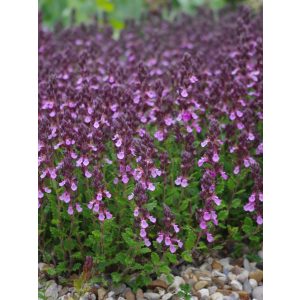 Teucrium lucidrys - Gamandor