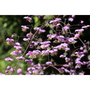 Thalictrum delavayi Ankum - Borkóró