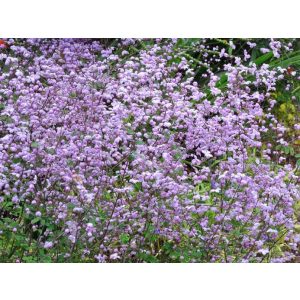 Thalictrum delavayi Splendide - Borkóró