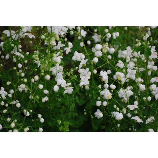 Thalictrum delavayi Splendide White - Borkóró
