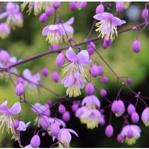 Thalictrum delavayi (dipterocarpum) - Borkóró