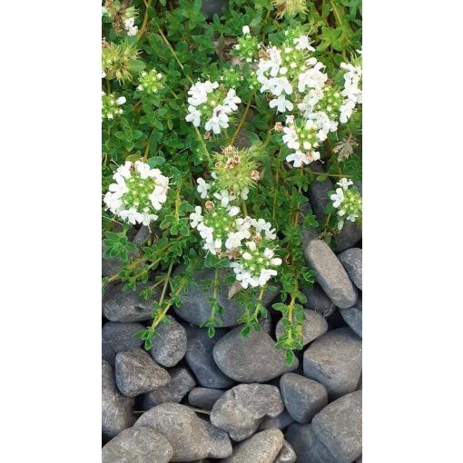 Thymus praecox Albiflorus - Korai kakukkfű