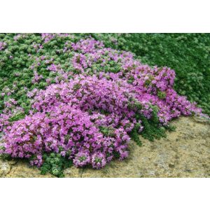 Thymus praecox Mountain Select - Korai kakukkfű