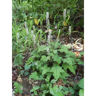 Turbántok (Tiarella)