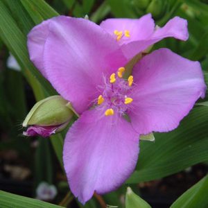 Tradescantia x andersoniana Charlotte - Kerti pletyka