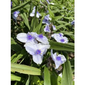 Tradescantia x andersoniana Osprey - Kerti pletyka