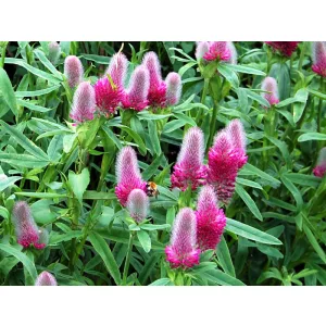 Trifolium rubens - Pirospozsgás lóhere