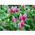 Trifolium rubens - Pirospozsgás lóhere