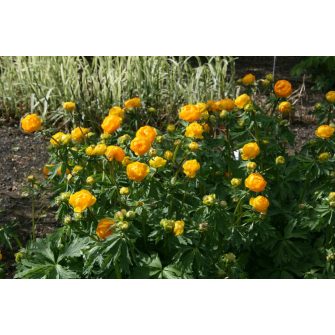 Zergeboglár (Trollius)