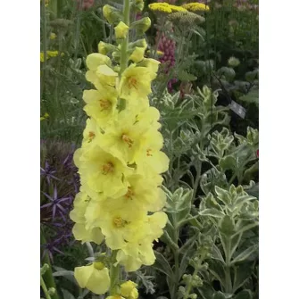Ökörfarkkóró (Verbascum)
