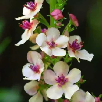 Ökörfarkkóró (Verbascum)