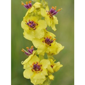 Verbascum nigrum - Ökörfarkkóró