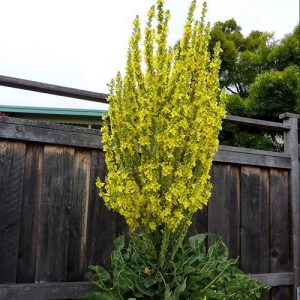 Verbascum olympicum - Ökörfarkkóró