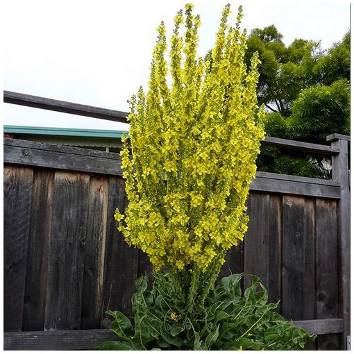 Verbascum olympicum - Ökörfarkkóró