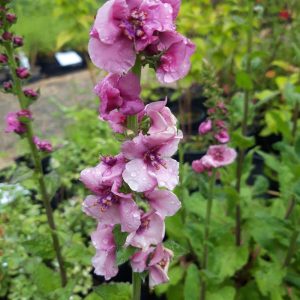 Verbascum Pink Domino - Ökörfarkkóró