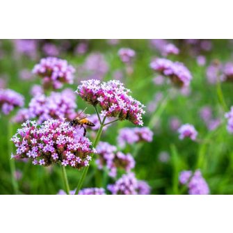 Verbéna/Vasfű (Verbena)