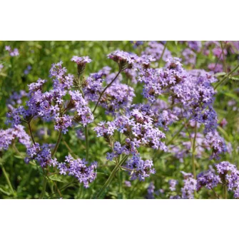 Verbéna/Vasfű (Verbena)
