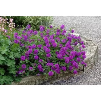 Verbéna/Vasfű (Verbena)