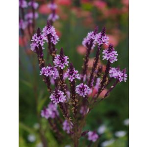 Verbena hastata Rosea – Dúsvirágú verbéna