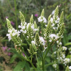 Verbena hastata Alba – Dúsvirágú verbéna