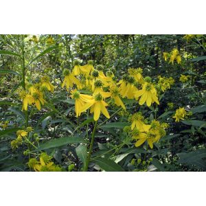Verbesina alternifolia - Sárga vasfű