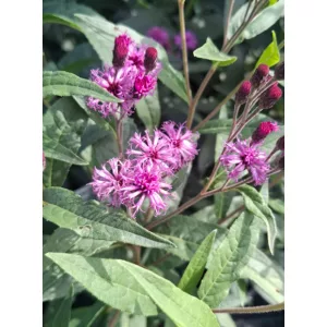 Vernonia crinita - Vernónia