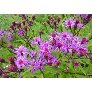 Vernonia crinita Mammuth - Vernónia