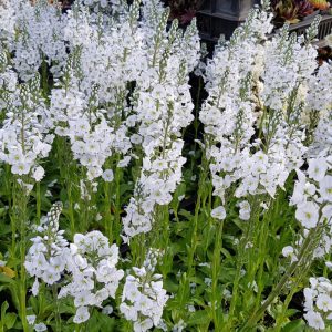 Veronica gentianoides Pallida - Tárnicslevelű veronika