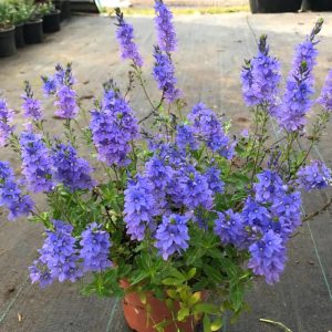   Veronica austriaca ssp. teucrium Lapis Lazuli - Fogaslevelű veronika