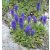 Veronica porphyriana - Veronika