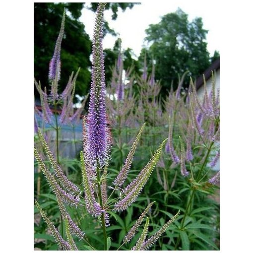 Veronicastrum sibiricum - Szibériai veronika