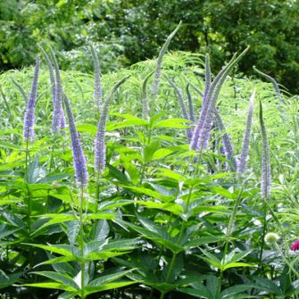 Virginiai veronika (Veronicastrum)