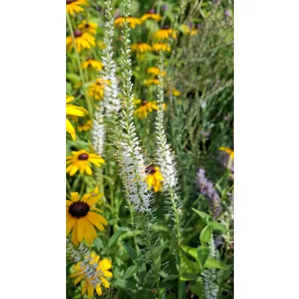 Virginiai veronika (Veronicastrum)