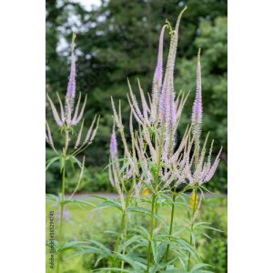 Veronicastrum virginicum Lavendelturm - Virginiai veronika