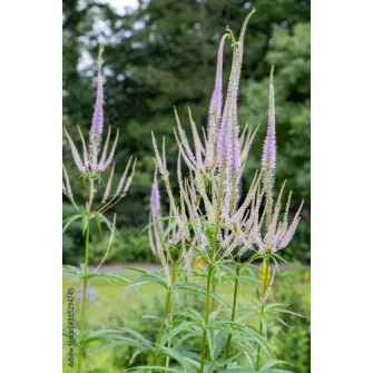 Virginiai veronika (Veronicastrum)