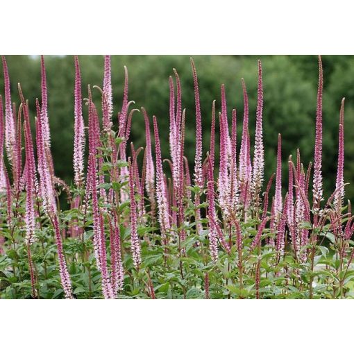 Veronicastrum virginicum Pink Glow - Virginiai veronika