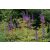Veronicastrum virginicum Red Arrows - Virginiai veronika