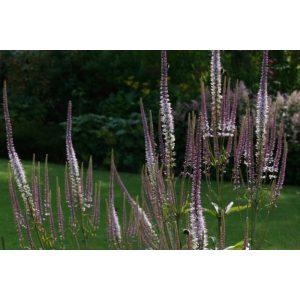 Veronicastrum virginicum Roseum - Virginiai veronika