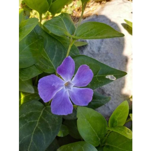 Vinca major - Nagy meténg