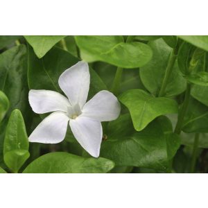 Vinca major Alba - Nagy meténg