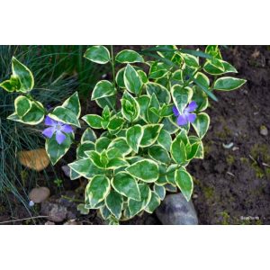 Vinca major Variegata - Nagy meténg