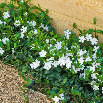 Meténg (Vinca)