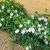 Vinca minor Alba - Kis meténg
