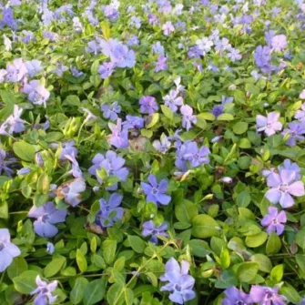 Meténg (Vinca)